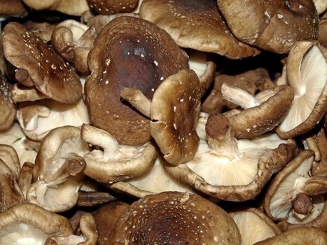 shiitake mushroom at a farmer market