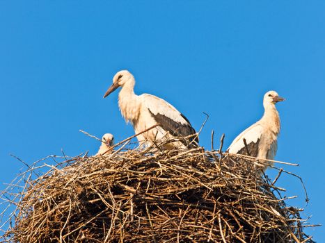 storks in a nest