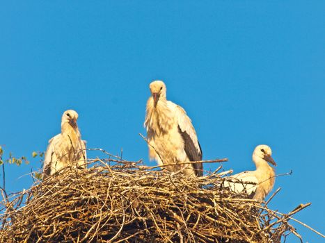 storks in a nest