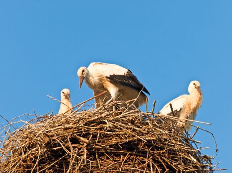 storks in a nest