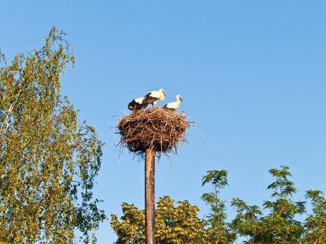 storks in a nest