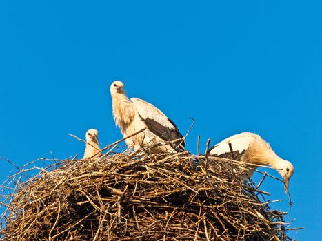 storks in a nest