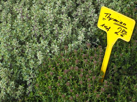 thyme