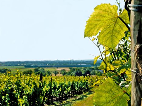 vineyard in France