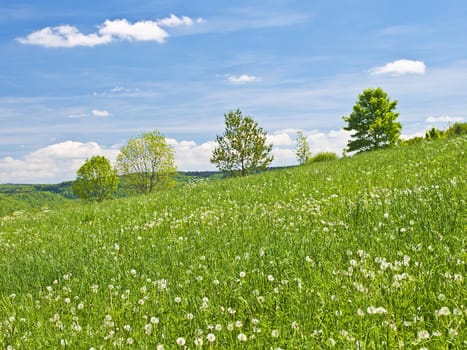 meadow in spring with a blue sky and clouds