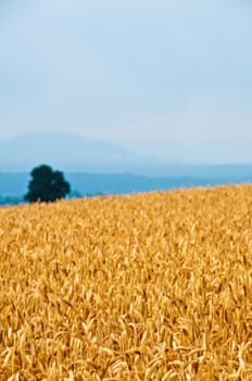 wheat with a panoramic view to hills