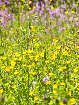 meadow with a lot of colored flowers