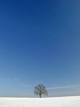 tree in wintertime