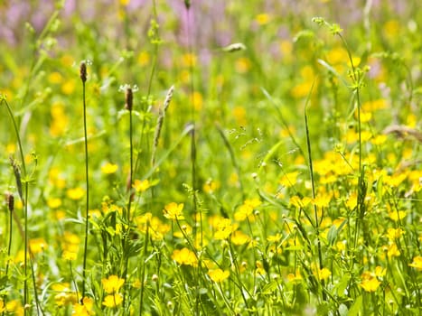 meadow with yellow flowers