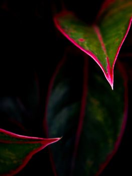 Close-up to detail vivid red and green color on leaf surface of Aglaonema 'Siam Aurola' beautiful tropical ornamental houseplant