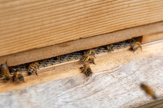Close up of bees, apis mellifera, on a wooden beehive in a UK garden