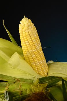 Some fresh corn on the cobb with one showing the kernels.