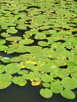 Water lilies in the castle garden, Eutin, Schleswig-Holstein, Germany.