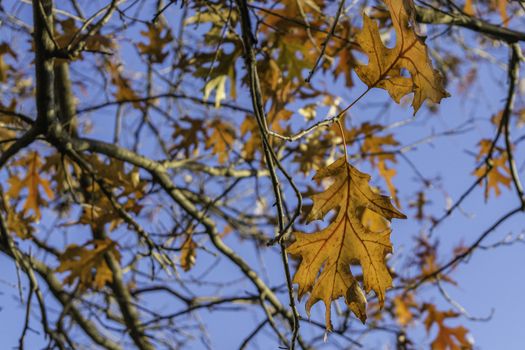 Picture of oak tree leaves in fall