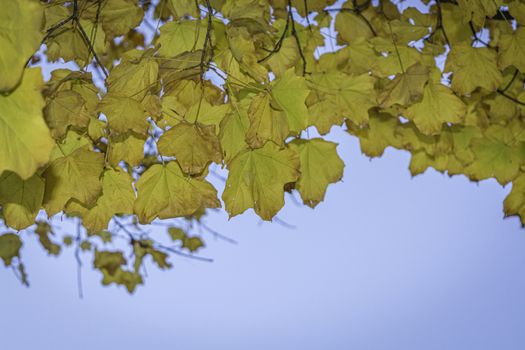 Picture of maple tree leaves in fall