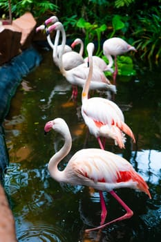 Flock of pink flamingos in the zoo pond.