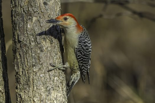 Close up of a red-bellied woodpecker in the woods