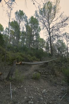 Pine fallen on a mountain from a large stone. dark, sunny forest