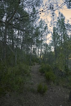 Mountain path among the forest pines, autumn, sunny day, greenery