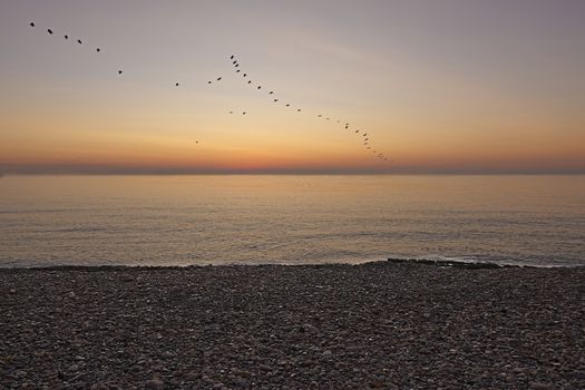 Birds flying on the beach at sunrise, rocks, orange color, tranquility