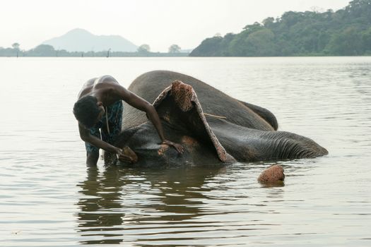 Dambulla, Sri Lanka 4.9.2006 mahout washing his elephant partly submerged in the water in lake in late afternoon. 