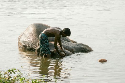 Dambulla, Sri Lanka 4.9.2006 mahout washing his elephant partly submerged in the water in lake in late afternoon. 