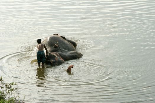 Dambulla, Sri Lanka 4.9.2006 mahout washing his elephant partly submerged in the water in lake in late afternoon. 