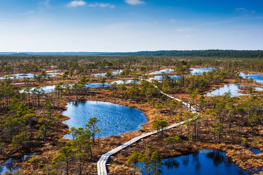 Swamp or bog in Kemeri National park with blue reflection lakes, wooden path, green trees and blue sky (Riga area, Latvia, Europe)