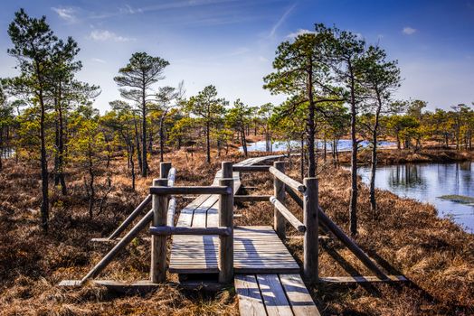 Swamp or bog in Kemeri National park with blue reflection lakes, wooden path, green trees and blue sky (Riga area, Latvia, Europe)