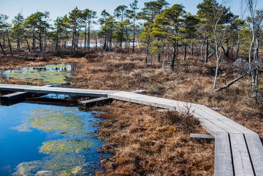 Swamp or bog in Kemeri National park with blue reflection lakes, wooden path, green trees and blue sky (Riga area, Latvia, Europe)