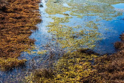 Swamp or bog in Kemeri National park with blue reflection lakes, wooden path, green trees (Riga area, Latvia, Europe)