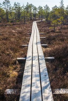 Swamp or bog in Kemeri National park with wooden path, green trees (Riga area, Latvia, Europe)