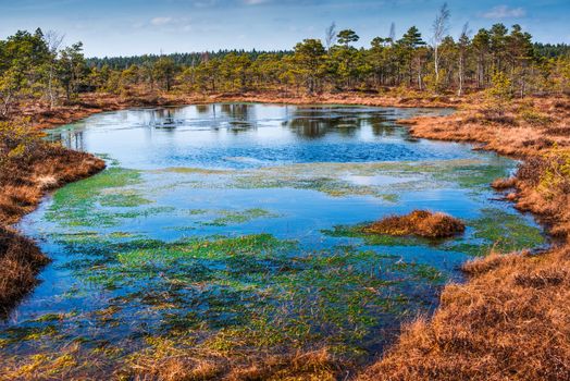 Swamp or bog in Kemeri National park with blue reflection lakes, green trees and blue sky (Riga area, Latvia, Europe)