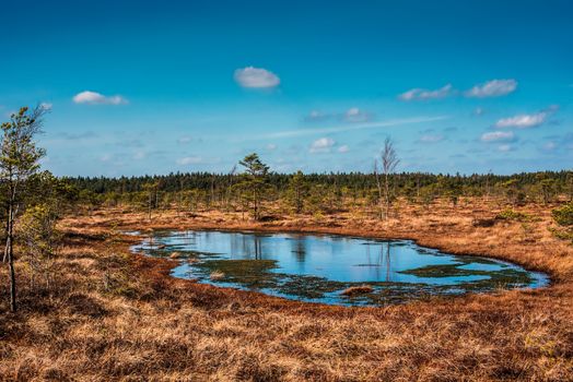 Swamp or bog in Kemeri National park with blue reflection lakes, green trees and blue sky (Riga area, Latvia, Europe)
