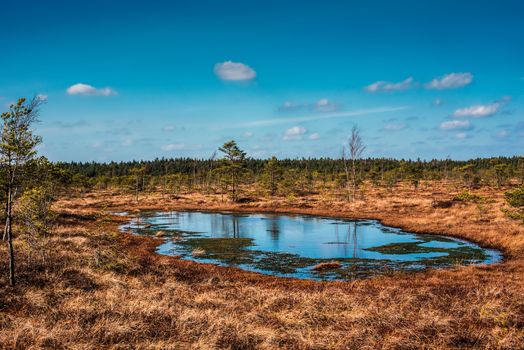 Swamp or bog in Kemeri National park with blue reflection lakes, green trees and blue sky (Riga area, Latvia, Europe)