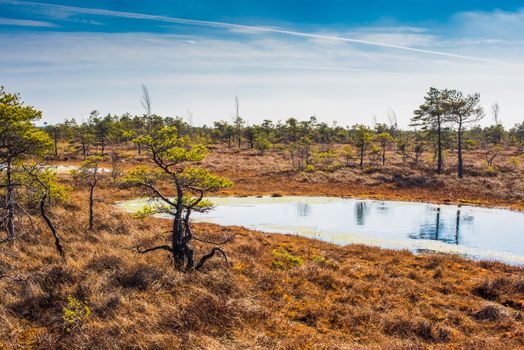 Swamp or bog in Kemeri National park with blue reflection lakes, green trees and blue sky (Riga area, Latvia, Europe)