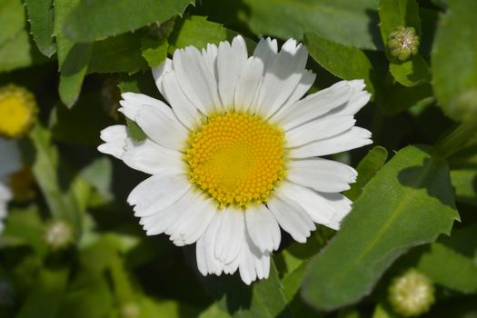 Shasta daisy Snow Lady - Latin name - Leucanthemum x superbum Snow Lady