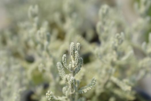 Cypress lavender cotton leaves - Latin name - Santolina chamaecyparissus