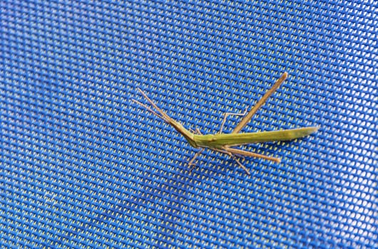 On the blue mesh surface there is an orthopteran insect Tettigonioidea