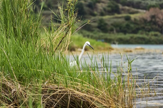 White dwarf heron is visible beyond the vegetation