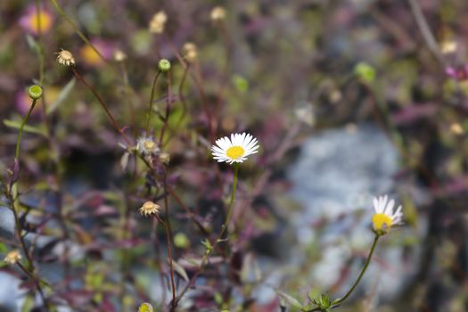 Mexican fleabane flower - Latin name - Erigeron karvinskianus