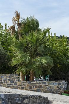 Behind a stone fence grows a tall green palm tree