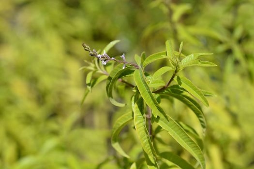 Lemon verbena - Latin name - Aloysia citriodora (Aloysia triphylla)