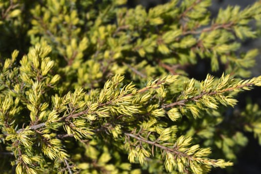 Juniper Goldschatz branch - Latin name - Juniperus communis Goldschatz