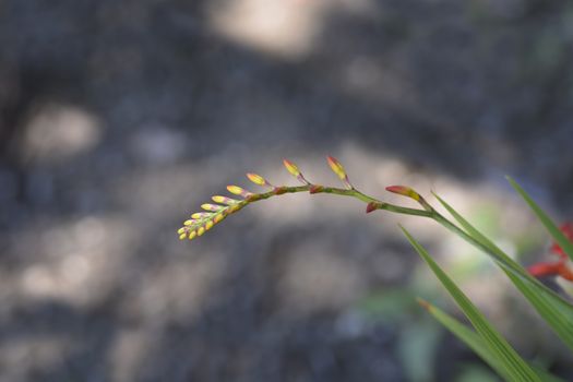 Montbretia Lucifer flower buds - Latin name - Crocosmia Lucifer