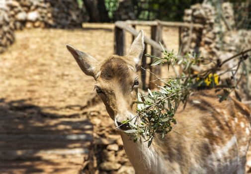 The female of the young deer eats the leaves of the olive branch