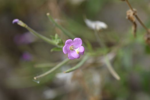 Great hairy willowherb pink flower - Latin name - Epilobium hirsutum