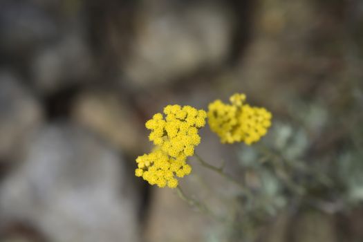 Italian everlasting yellow flowers - Latin name - Helichrysum italicum