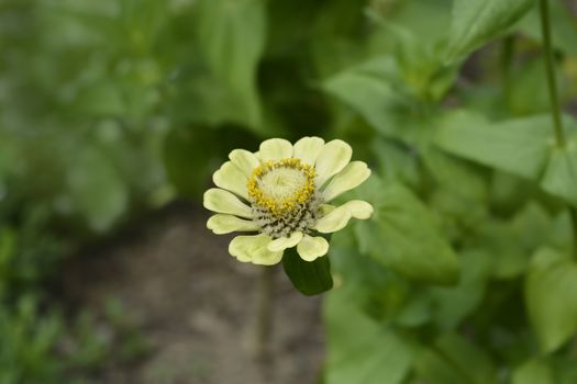 Zinnia Envy flowers - Latin name - Zinnia elegans Envy