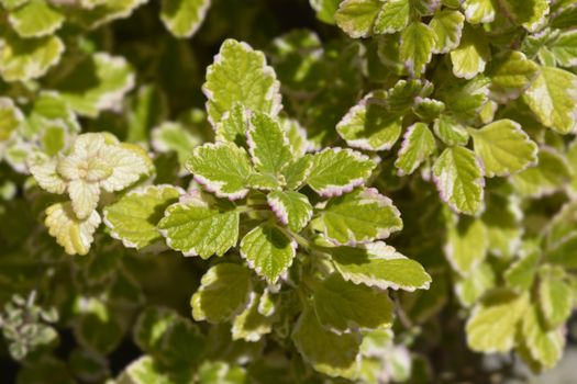 Swedish ivy Marginatus - Latin name - Plectranthus forsteri Marginatus